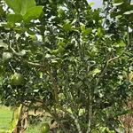Bán lô đất vườn 9932m² Đạ Lây, Lâm Đồng - Ảnh thu nhỏ 3