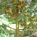 Bán đất 1ha mặt tiền 40m Đồng Tâm Bình Phước - Ảnh thu nhỏ 3