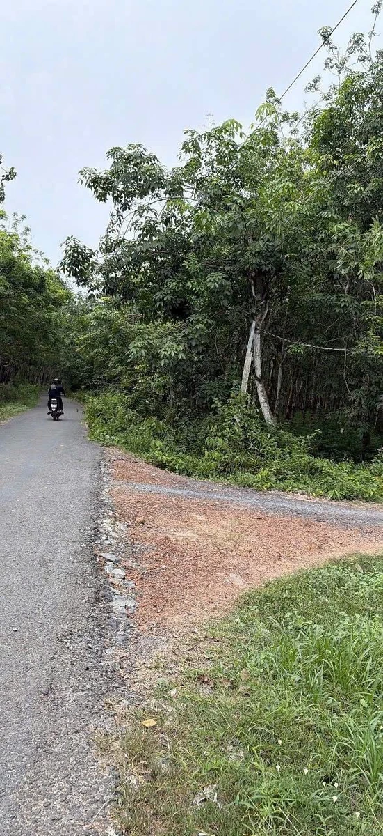 Bán 7000m2 đất có cao su 2 mặt tiền, Tây Ninh, 3 tỷ 150 triệu - Ảnh 1