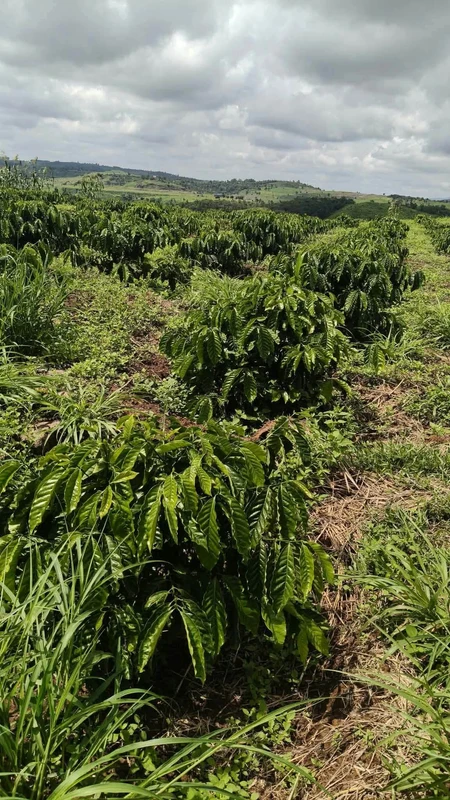 Bán 1 ha đất nông nghiệp có giếng khoan, hồ bạt, điện năng lượng mặt trời tại Đắk Mil, Lâm Đồng