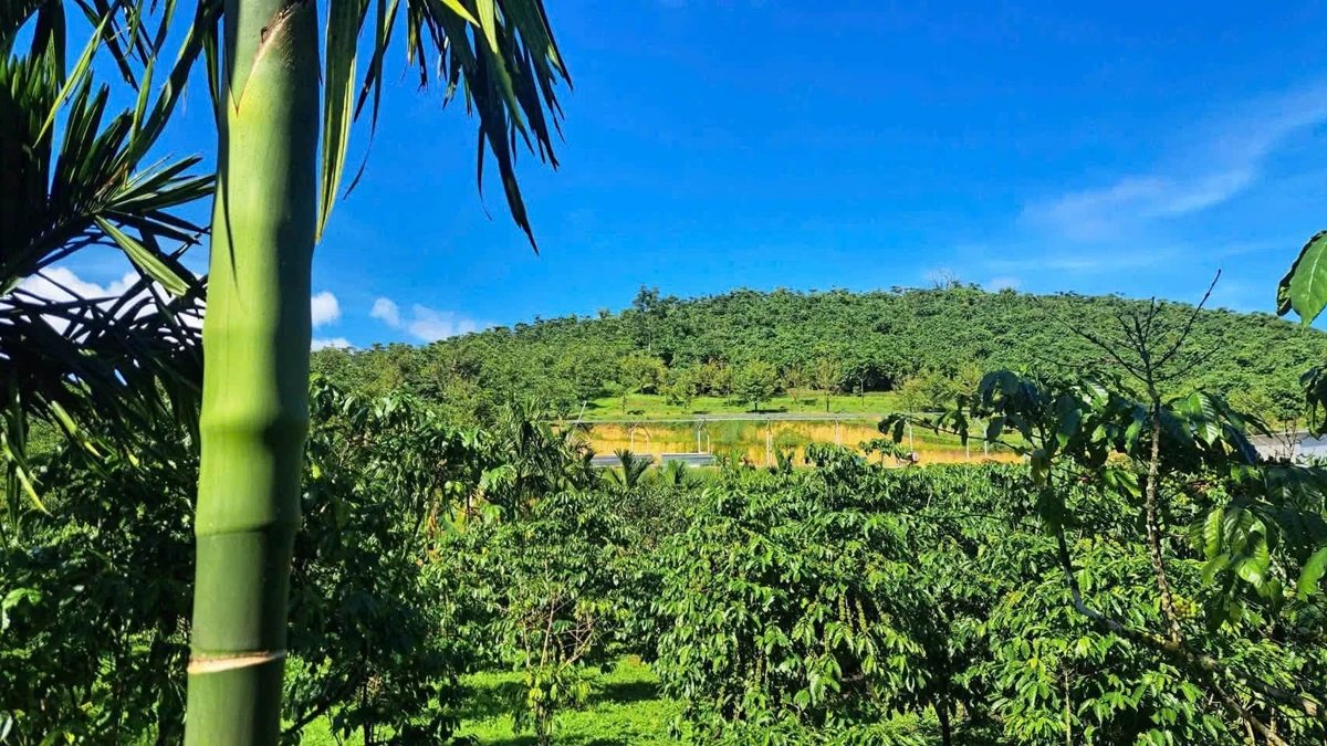 Bán 1,8ha vườn cà phê Bảo Lộc có trại heo - Ảnh thu nhỏ 2
