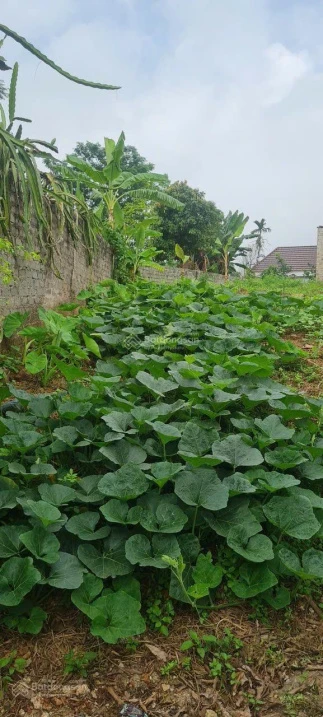 Đất giữa thị trấn Kép, Lạng Giang. 638m2 - Full thổ cư. Giá 3,5 tỷ - Ảnh thu nhỏ 5