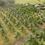 Bán farm 1,6 hecta Ninh Hưng, Ninh Hòa, giá 5,8 tỷ - Ảnh thu nhỏ 3