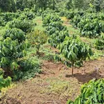 Bán đất rẫy 1,1ha cà phê sầu riêng Buôn Ma Thuột - Ảnh thu nhỏ 3