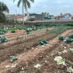 Đất có sổ đỏ đang sử dụng trồng hoa màu - Ảnh thu nhỏ 7