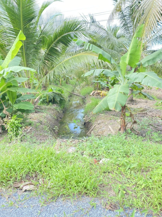 Bán đất vườn diện tích 2.635m2 - Ảnh thu nhỏ 2