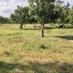 Bán vườn xoài 4 hecta Bắc Bình, Bình Thuận - Ảnh thu nhỏ 3