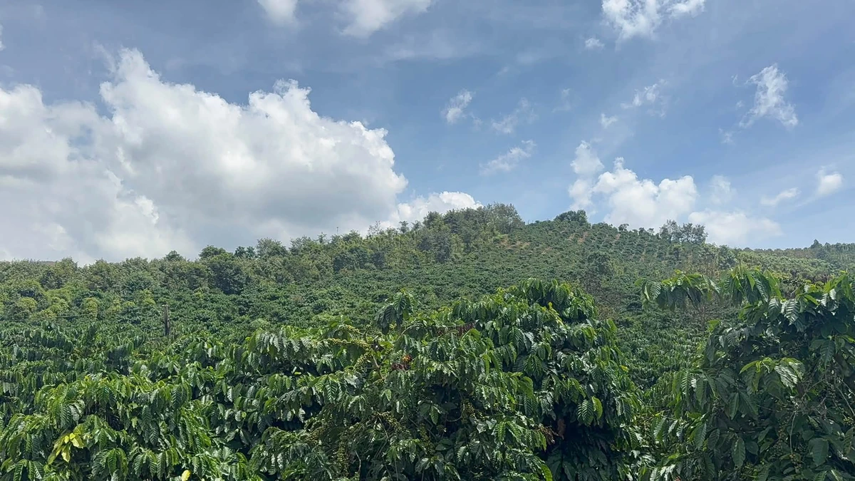 Bán 4,3ha đất vườn cà phê có nhà, suối bao quanh tại Thôn 10, Nam Dong - Ảnh thu nhỏ 4