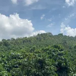 Bán 4,3ha đất vườn cà phê có nhà, suối bao quanh tại Thôn 10, Nam Dong - Ảnh thu nhỏ 4