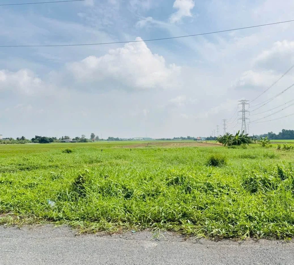 Bán đất mặt tiền Đê Bao Sông Vàm Cỏ Tây 250m2 Long An - Ảnh thu nhỏ 4