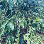 Bán đất vườn 2,2 ha tại Xã Đạo Nghĩa, Đắk Nông - Ảnh thu nhỏ 1