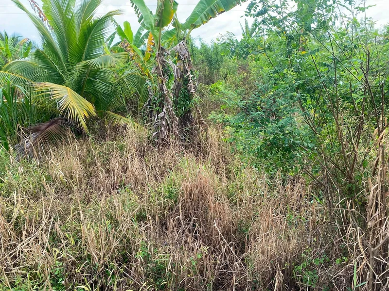Bán 7 công đất ruộng Phong Thạnh, Vĩnh Long, 700 triệu