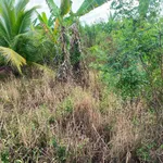 Bán 7 công đất ruộng Phong Thạnh, Vĩnh Long, 700 triệu - Ảnh thu nhỏ 1