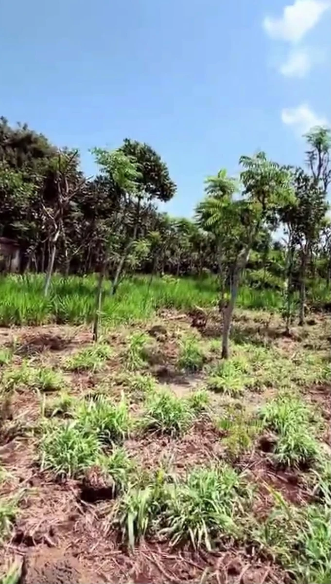 Bán đất 1 sào (1180m²) Phú Vinh Đồng Nai 390 triệu - Ảnh thu nhỏ 5