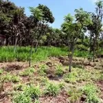 Bán đất 1 sào (1180m²) Phú Vinh Đồng Nai 390 triệu - Ảnh thu nhỏ 5