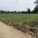 Bán đất cây lâu năm tại Cồn Bà Hoà Xã Bình Thạnh Huyện Châu Thành AG - Ảnh thu nhỏ 19