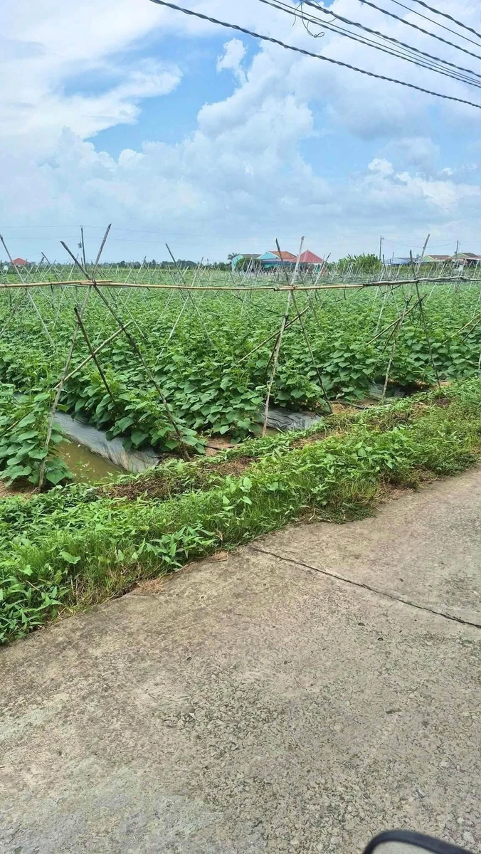 Bán đất nền 1000m² Long An 1 tỷ 100 triệu - Ảnh thu nhỏ 2