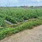 Bán đất nền 1000m² Long An 1 tỷ 100 triệu - Ảnh thu nhỏ 2