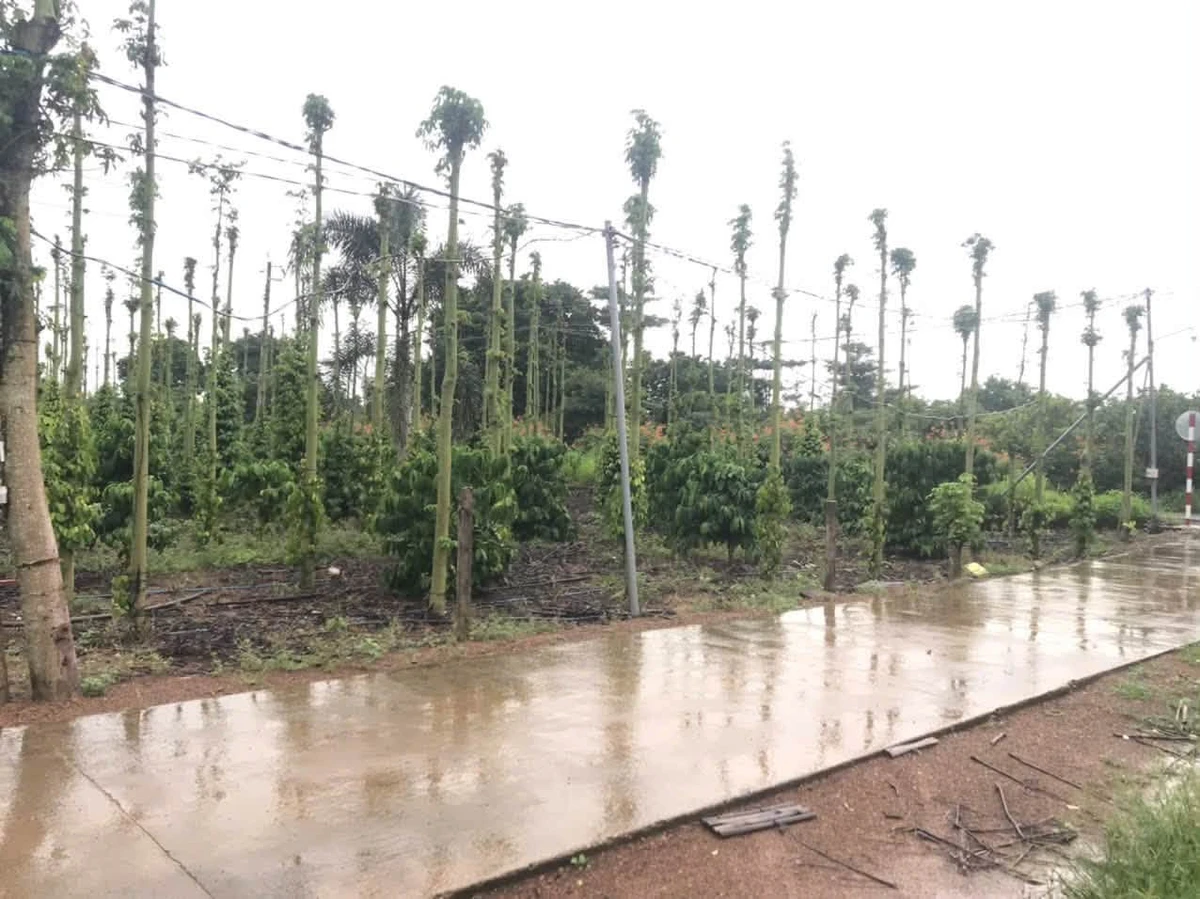 Bán 5000m² đất thổ cư Huyện Cẩm Mỹ, Đồng Nai 11 tỷ 500 triệu - Ảnh 1
