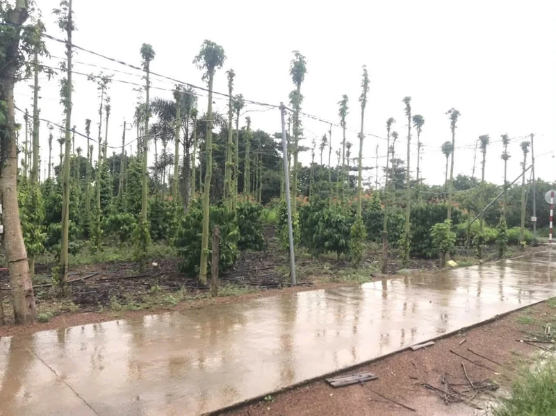 Bán 5000m² đất thổ cư Huyện Cẩm Mỹ, Đồng Nai 11 tỷ 500 triệu