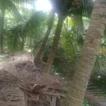 Bán đất vườn dừa xiêm 2.3 công Phú An Hòa Bến Tre - Ảnh thu nhỏ 3