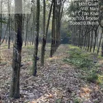Bán 3.690m2 đất vườn Tân Khai, Đồng Nai, 100m2 thổ cư, cao su đang thu hoạch, đường nhựa 5m - Ảnh thu nhỏ 5