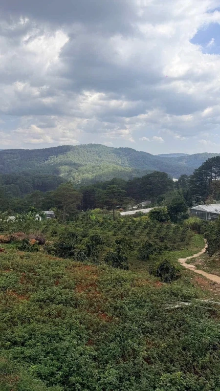 Bán gấp 2.000 m2 đất vườn đường Hoàng Hoa Thám, Phường 10, Đà Lạt