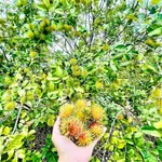 Bán lô đất vườn 1.400m² mặt tiền Tỉnh lộ 2, Khánh Hoà - Ảnh thu nhỏ 5
