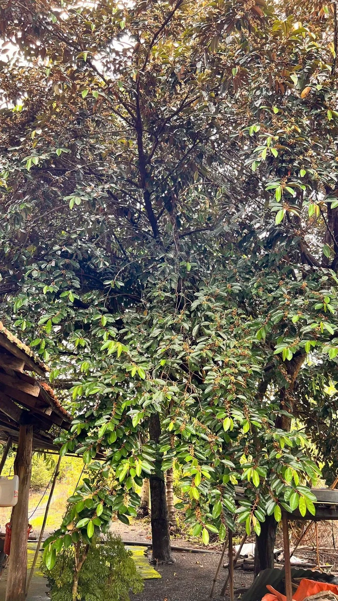 Bán đất vườn cây ăn trái 1.738m² chỉ 380 triệu Bù Đốp - Ảnh thu nhỏ 3