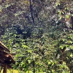 Bán đất vườn cây ăn trái 1.738m² chỉ 380 triệu Bù Đốp - Ảnh thu nhỏ 3