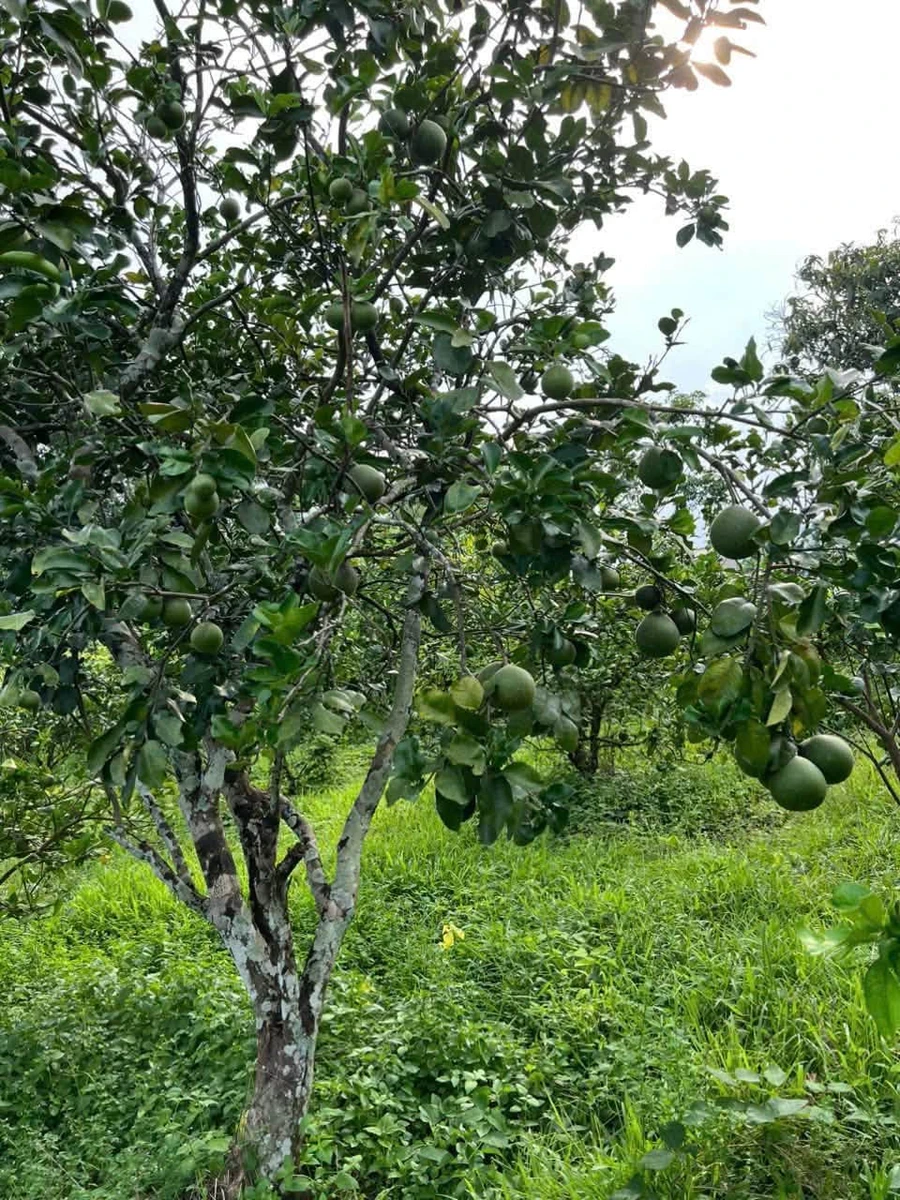 Bán vườn 8.586,7m² Thanh Sơn Đồng Nai 1 tỷ 500 triệu - Ảnh thu nhỏ 4