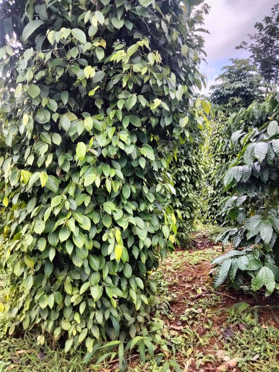 Bán đất 1ha3 tại Tuy Đức Đắk Nông 1 tỷ 750 triệu - Ảnh thu nhỏ 4