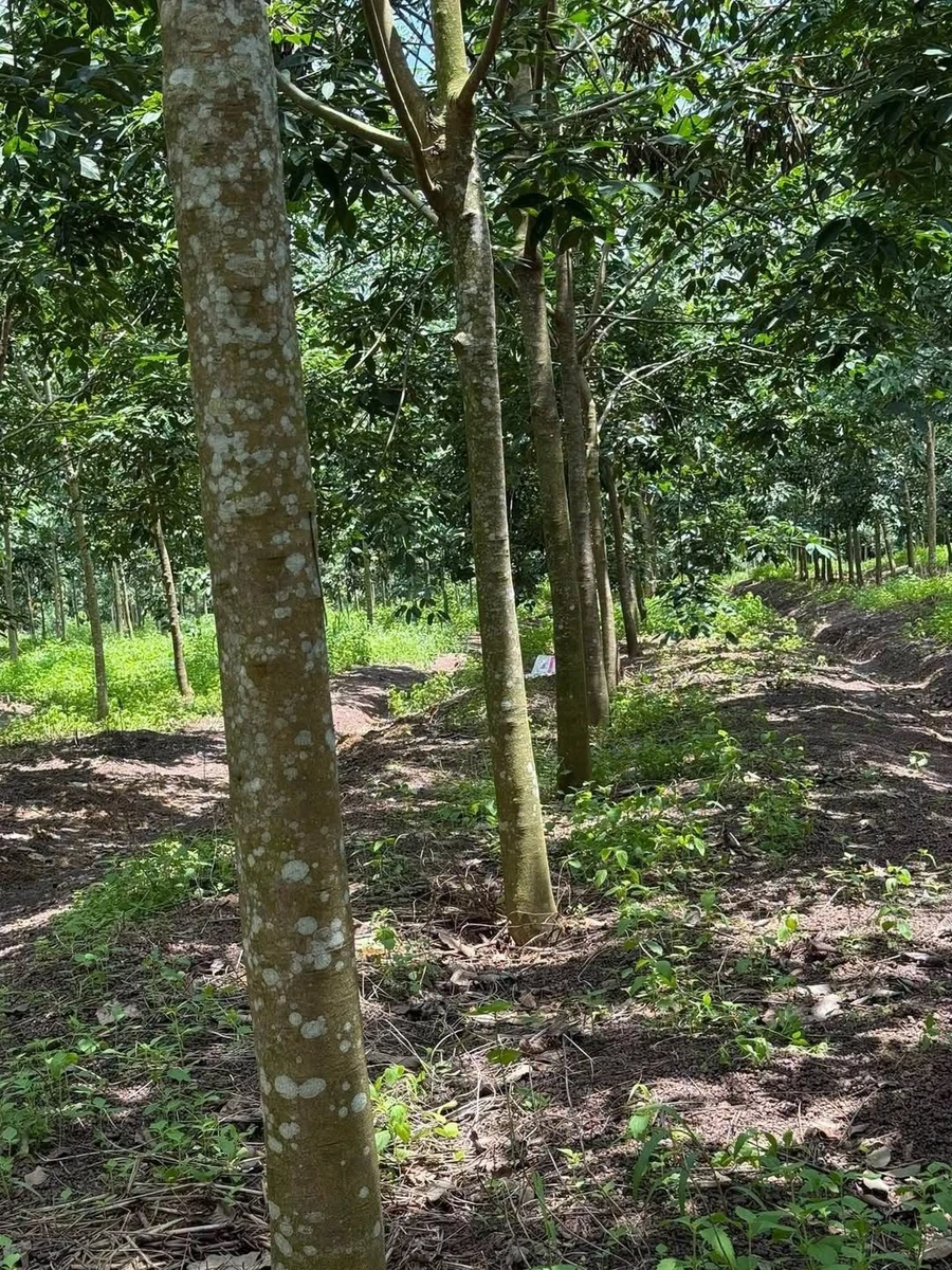 Bán 2.5 ha cao su tròn 4 năm Bình Long, giá 3 tỷ - Ảnh 1