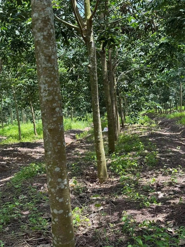 Bán 2.5 ha cao su tròn 4 năm Bình Long, giá 3 tỷ
