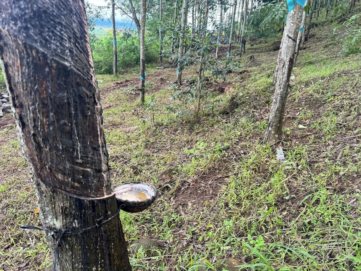 Bán 1 ha đất cao su Nam Xuân Đăk Săk Lâm Đồng 1 tỷ 400 triệu - Ảnh thu nhỏ 2