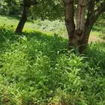 Bán gấp 1.1 ha đất mặt tiền Đồng Phú, Bình Phước - Ảnh thu nhỏ 2