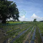 Bán 3 nền đất 596m² Cà Mau, 620 triệu gần chợ Ngan Dừa - Ảnh thu nhỏ 3