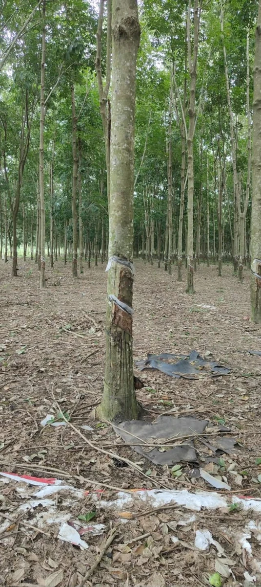 Bán 2 hectare đất cao su Nha Bích Chơn Thành tặng nhà - Ảnh thu nhỏ 2
