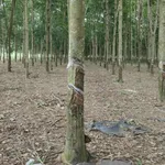 Bán 2 hectare đất cao su Nha Bích Chơn Thành tặng nhà - Ảnh thu nhỏ 2