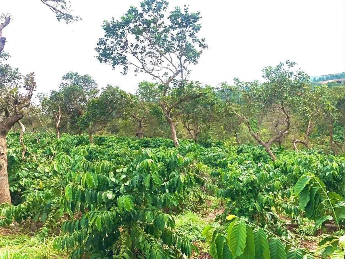 Bán 1ha đất vườn cà phê xen tiêu có nhà, ao hồ tại Nhân Cơ, Đắk R'Lấp, Đắk Nông - Ảnh 1