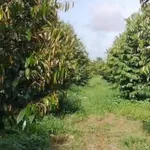 Bán đất 1 công Tân Phú Châu Thành Đồng Tháp 400 triệu - Ảnh thu nhỏ 2