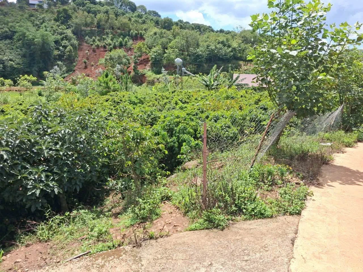 Bán 4.400m² đất nông nghiệp trồng cà phê Xuân Sơn - Ảnh thu nhỏ 3