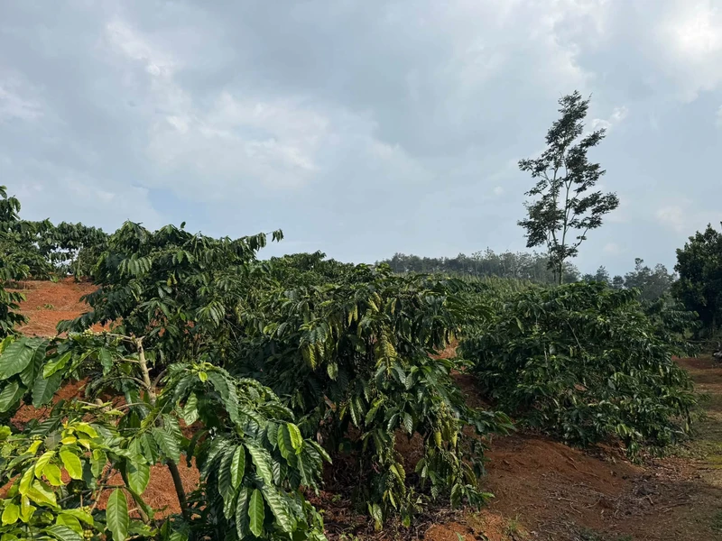 Bán đất 25000m² (2.5ha) tại Đắk Song, giá 4.3 tỷ