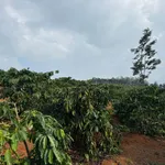Bán đất 25000m² (2.5ha) tại Đắk Song, giá 4.3 tỷ - Ảnh thu nhỏ 1
