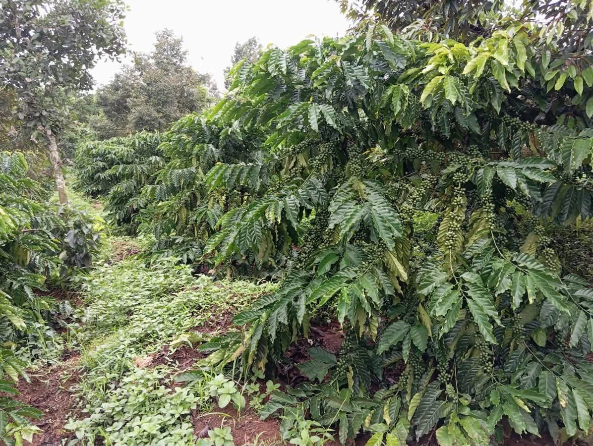 Bán đất 1 mẫu 5 giá 4 tỷ 5 Nghĩa Thắng - Ảnh 1