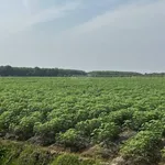 Tôi chính chủ cần bán gấp 10 hecta đất đen đường nhựa lớn giá 1,35tỷ/mẫu tại xã Ninh Điền TN - Ảnh thu nhỏ 3