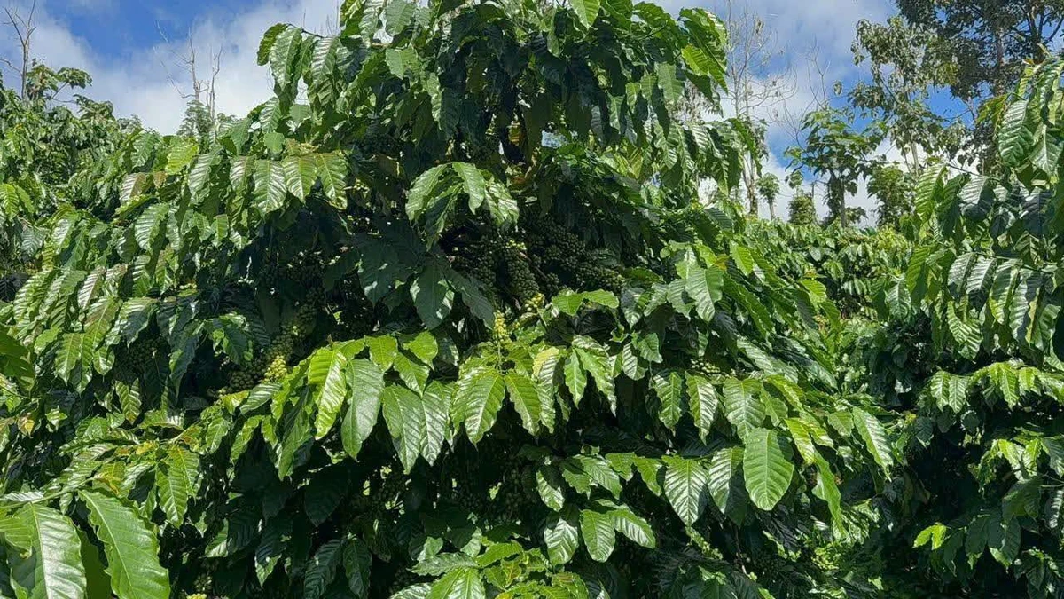 Bán đất vườn cà phê tiêu 1,45ha sát quốc lộ 14 tại Nam Jang, Đăk Song, Đắk Nông - Ảnh thu nhỏ 3