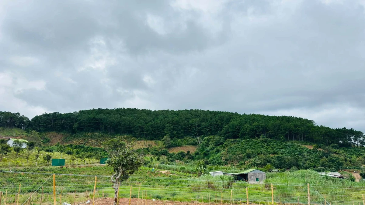 Bán đất 80m² view rừng thông Nam Ban giá 550 triệu - Ảnh 1