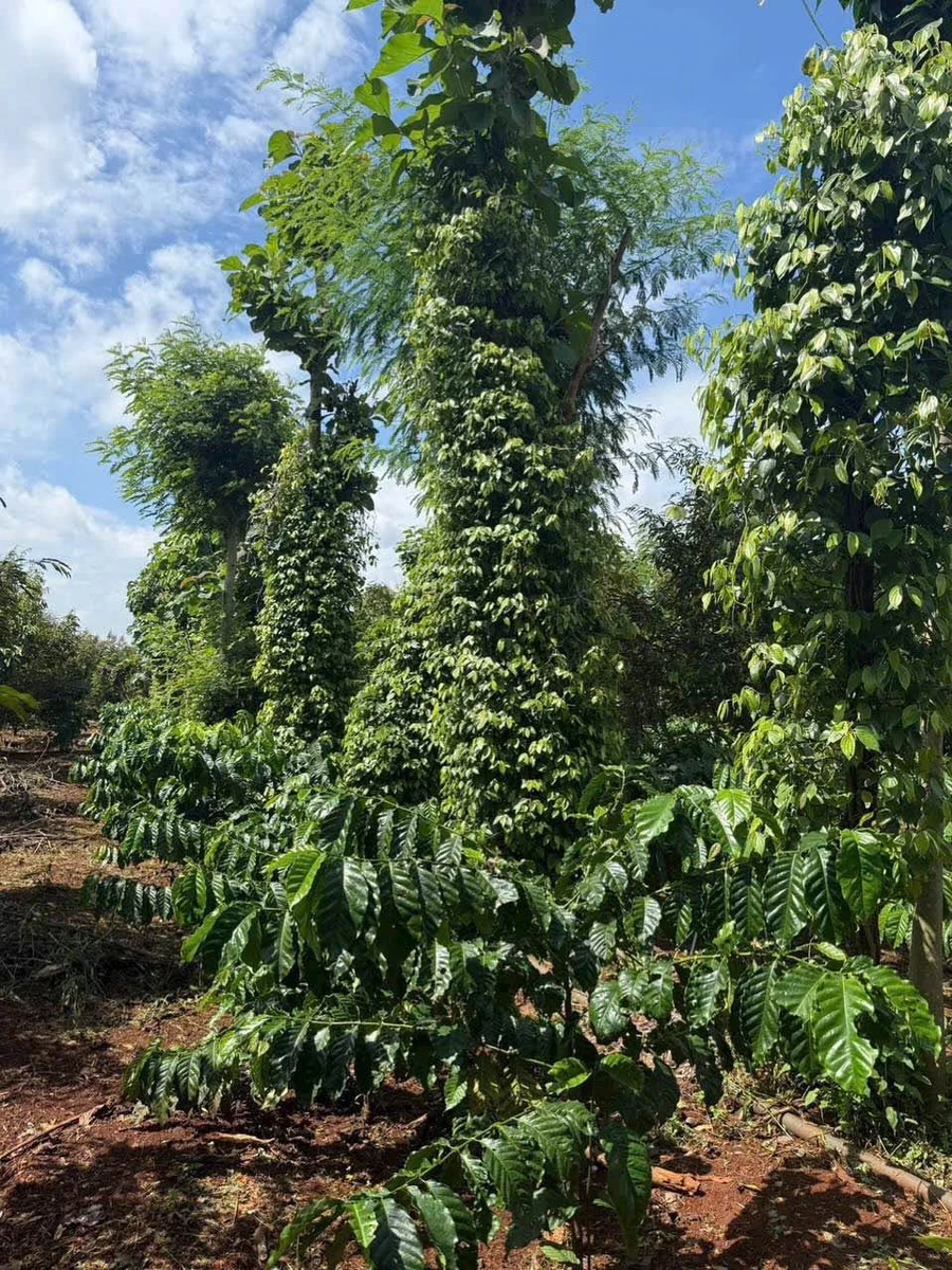 Bán 1,1 ha đất sầu riêng cafe ở Buôn Ma Thuột - Ảnh 1