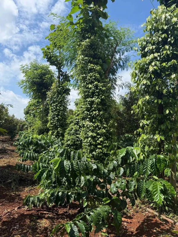 Bán 1,1 ha đất sầu riêng cafe ở Buôn Ma Thuột